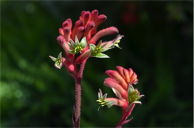 APII jpeg image of Anigozanthos 'Bush Volcano'  © contact APII