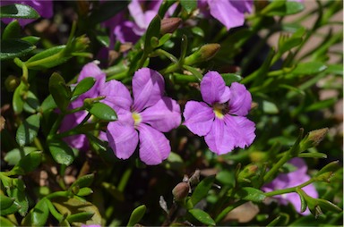 APII jpeg image of Scaevola 'Pink Perfection'  © contact APII