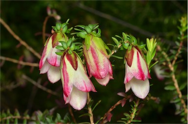 APII jpeg image of Darwinia macrostegia  © contact APII