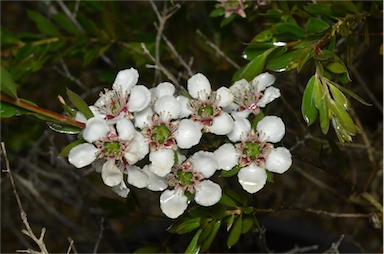 APII jpeg image of Leptospermum nitidum  © contact APII