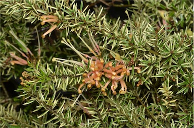 APII jpeg image of Grevillea juniperina 'Stripey'  © contact APII