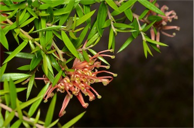 APII jpeg image of Grevillea 'Apricot Tingle'  © contact APII