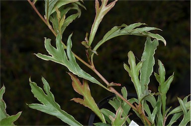 APII jpeg image of Grevillea x gaudichaudii 'Gaudi's Ghost'  © contact APII