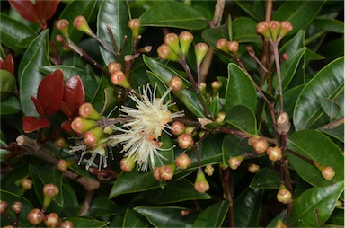 APII jpeg image of Syzygium 'Aussie Boomer'  © contact APII