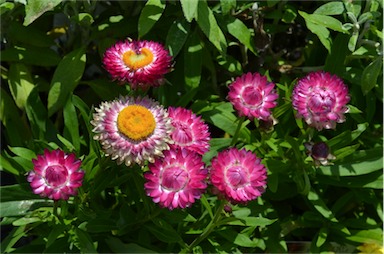 APII jpeg image of Xerochrysum bracteatum 'Simply Beautiful'  © contact APII