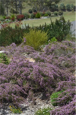 APII jpeg image of Thryptomene denticulata  © contact APII