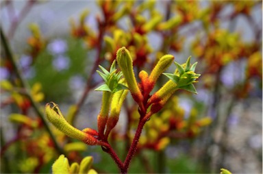 APII jpeg image of Anigozanthos 'Bush Pioneer'  © contact APII