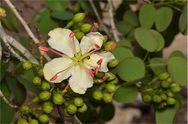 APII jpeg image of Bauhinia hookeri  © contact APII