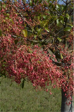 APII jpeg image of Brachychiton x roseus 'Belladonna'  © contact APII