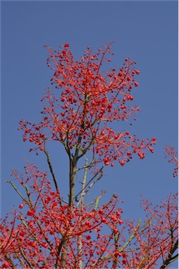 APII jpeg image of Brachychiton acerifolius  © contact APII