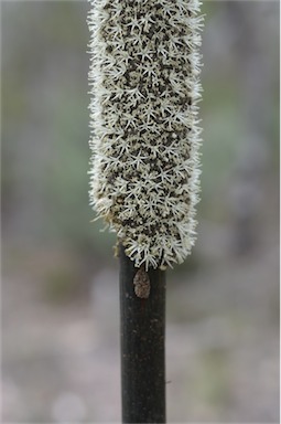 APII jpeg image of Xanthorrhoea concava  © contact APII