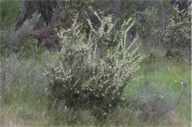 APII jpeg image of Hakea teretifolia subsp. teretifolia  © contact APII