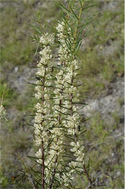 APII jpeg image of Hakea teretifolia subsp. teretifolia  © contact APII