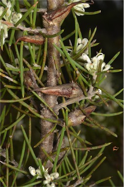 APII jpeg image of Hakea teretifolia subsp. teretifolia  © contact APII