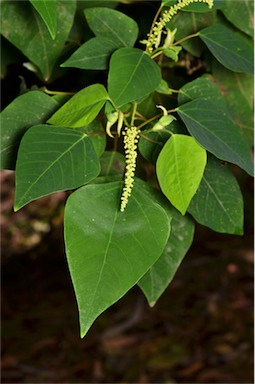 APII jpeg image of Homalanthus populifolius  © contact APII