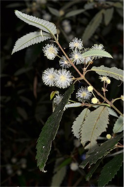 APII jpeg image of Callicoma serratifolia  © contact APII