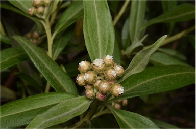 APII jpeg image of Ozothamnus stirlingii  © contact APII