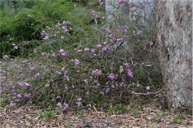 APII jpeg image of Melaleuca glaberrima  © contact APII