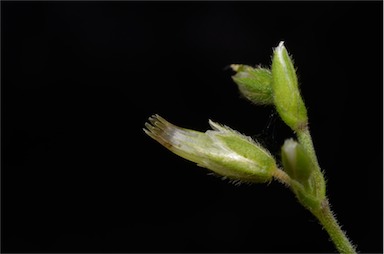 APII jpeg image of Cerastium vulgare  © contact APII