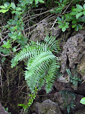 APII jpeg image of Asplenium listeri  © contact APII