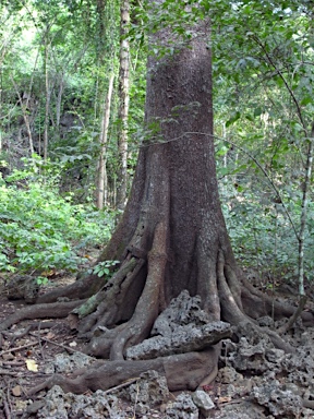 APII jpeg image of Planchonella nitida  © contact APII