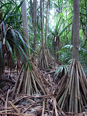 APII jpeg image of Pandanus elatus  © contact APII