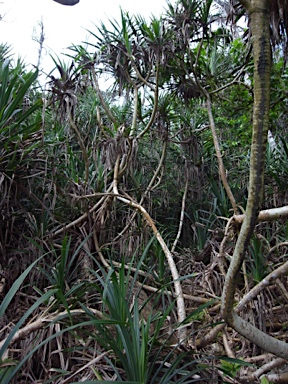 APII jpeg image of Pandanus christmatensis  © contact APII