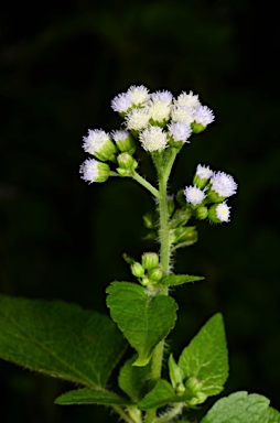 APII jpeg image of Ageratum conyzoides  © contact APII