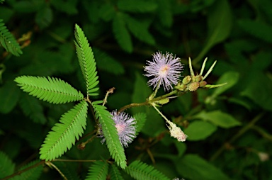 APII jpeg image of Mimosa pudica  © contact APII