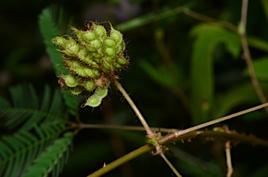 APII jpeg image of Mimosa pudica  © contact APII