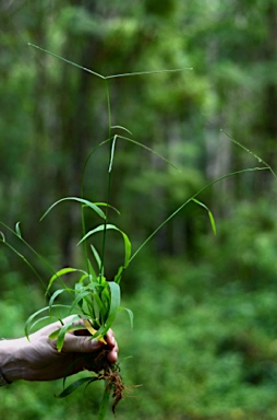 APII jpeg image of Paspalum conjugatum  © contact APII