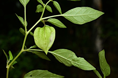 APII jpeg image of Physalis angulata  © contact APII