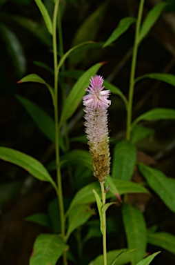 APII jpeg image of Celosia argentea  © contact APII