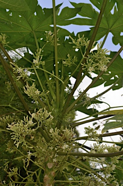 APII jpeg image of Carica papaya  © contact APII