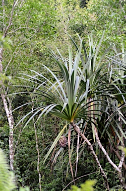 APII jpeg image of Pandanus christmatensis  © contact APII