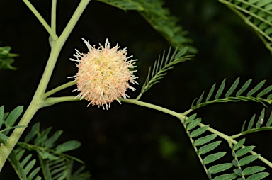 APII jpeg image of Leucaena leucocephala  © contact APII