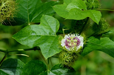 APII jpeg image of Passiflora foetida  © contact APII