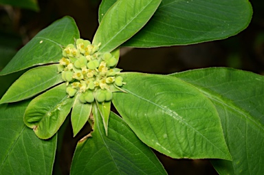 APII jpeg image of Euphorbia heterophylla  © contact APII