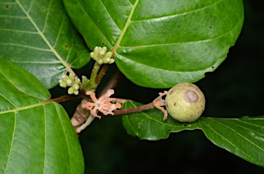 APII jpeg image of Guettarda speciosa  © contact APII