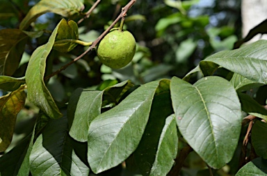 APII jpeg image of Psidium guajava  © contact APII