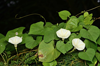 APII jpeg image of Ipomoea obscura  © contact APII