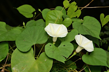 APII jpeg image of Ipomoea obscura  © contact APII