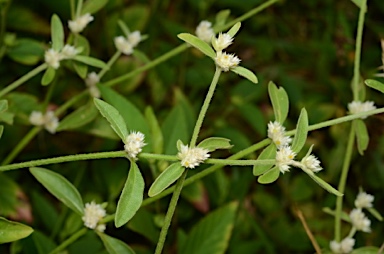 APII jpeg image of Alternanthera ficoidea  © contact APII