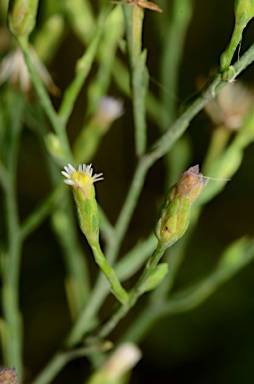 APII jpeg image of Symphyotrichum subulatum  © contact APII