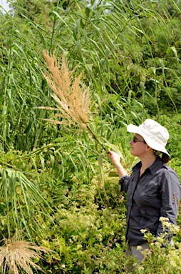 APII jpeg image of Arundo donax  © contact APII