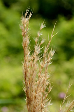 APII jpeg image of Arundo donax  © contact APII