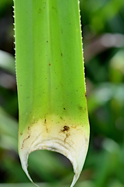 APII jpeg image of Pandanus christmatensis  © contact APII