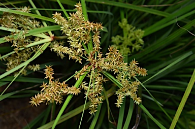 APII jpeg image of Cyperus javanicus  © contact APII