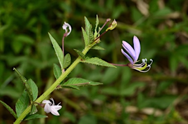 APII jpeg image of Cleome rutidosperma  © contact APII