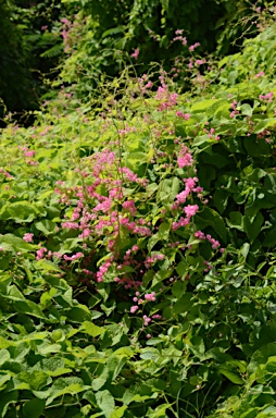 APII jpeg image of Antigonon leptopus  © contact APII